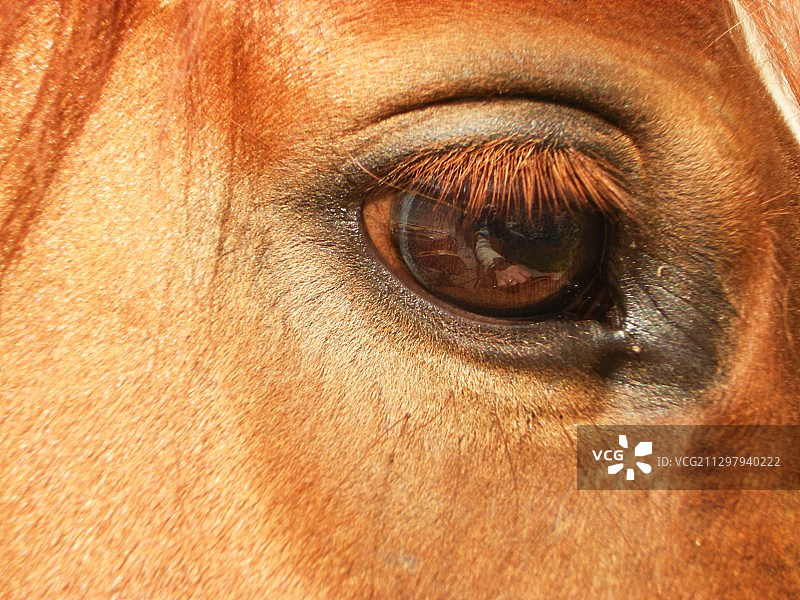 马眼特写图片素材