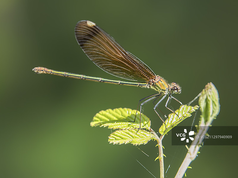 植物上的蜻蜓特写图片素材