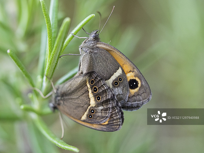 植物上的蝴蝶特写图片素材