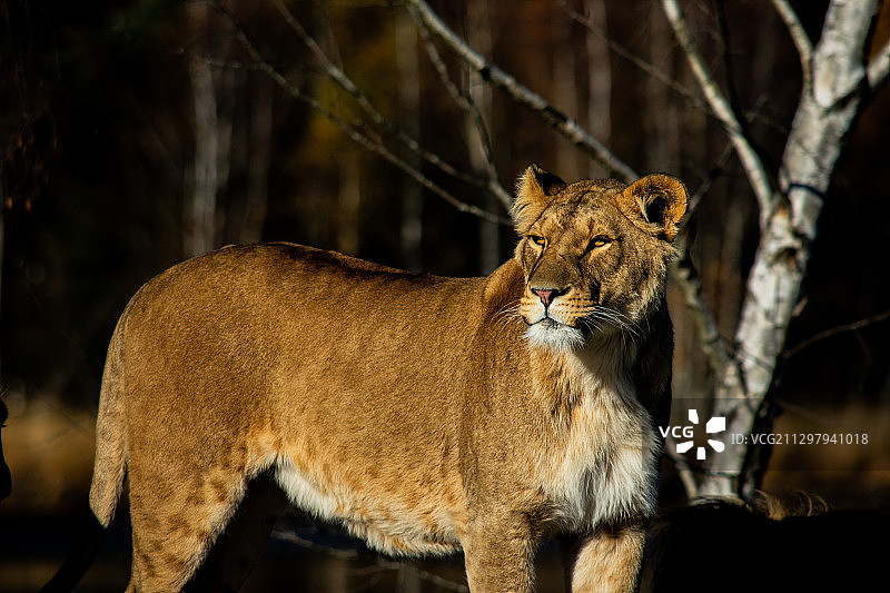 荷兰蒂尔堡的狮子肖像图片素材
