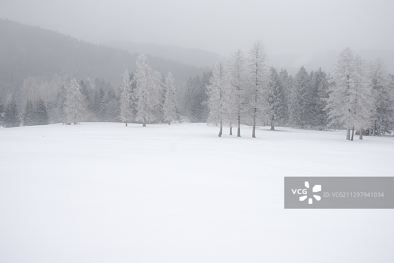 意大利弗尔加里亚雪地树木图片素材