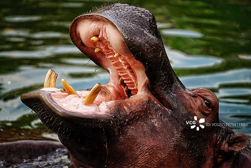 湖中游泳的鳄鱼特写图片素材