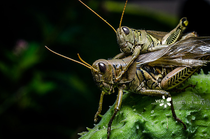 美国哈特菲尔德，树叶上的昆虫特写图片素材