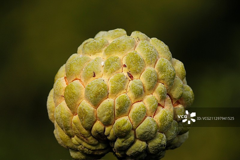 印度巴特拉的蓓蕾特写图片素材