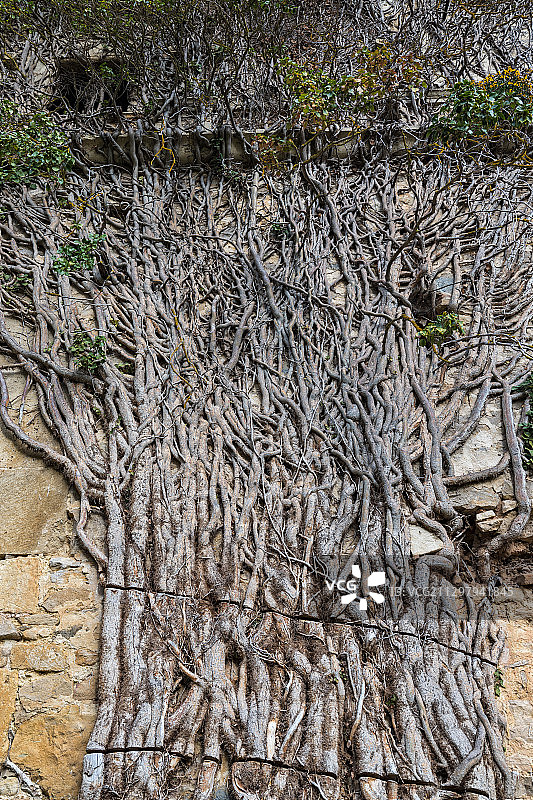 西班牙梅迪纳德波马尔的树干全画幅照片图片素材