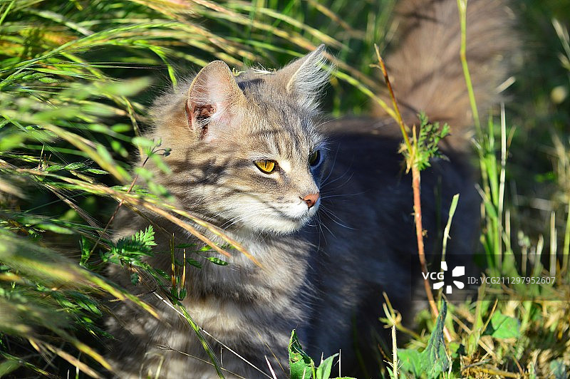猫咪特写图片素材