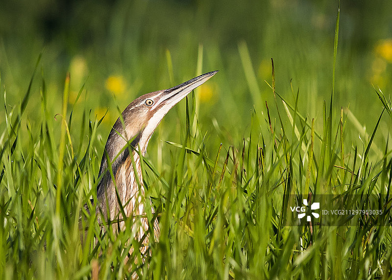 栖息在草地上的鸟类特写图片素材