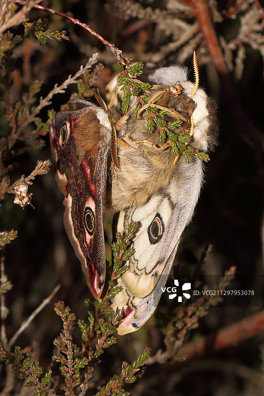 米德赫斯特植物上的蝴蝶特写，英国图片素材