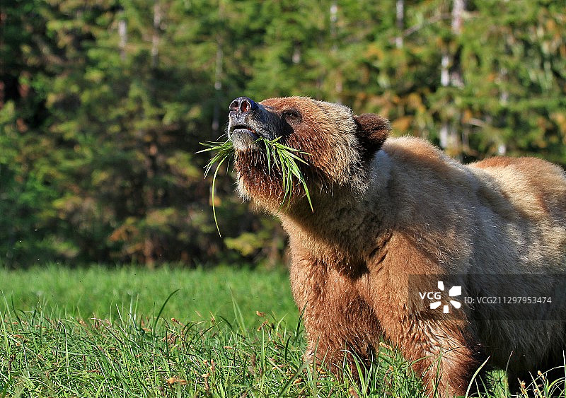 熊在草地上吃东西的特写图片素材