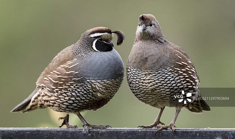 美国穆尔帕克栖息在栏杆上的鸟类特写图片素材