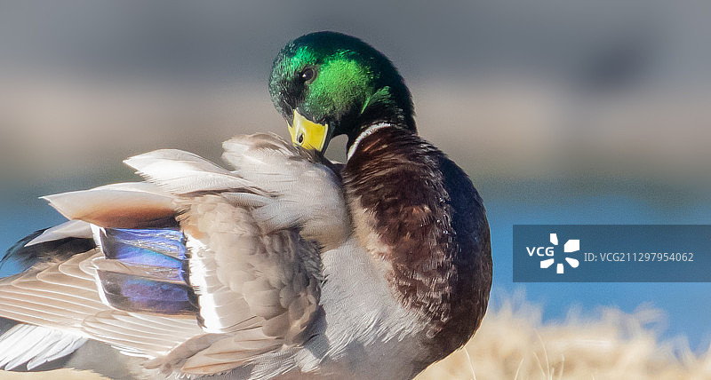 栖息在美国科恩维尔田野上的鸟类特写图片素材