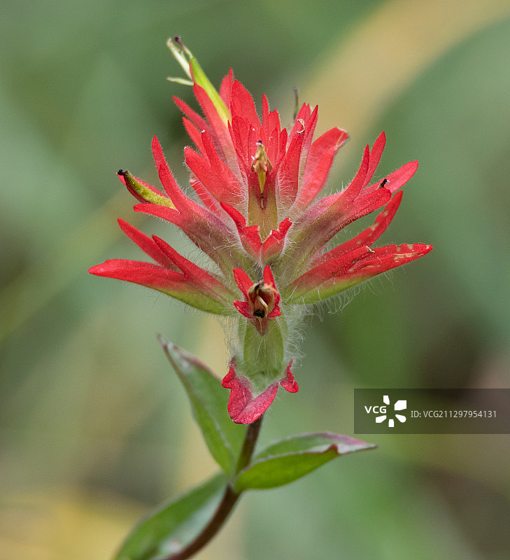 加拿大贾斯珀公园旅馆的红色花朵特写图片素材