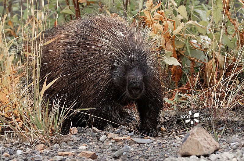 加拿大道森市，棕熊在田野上特写图片素材