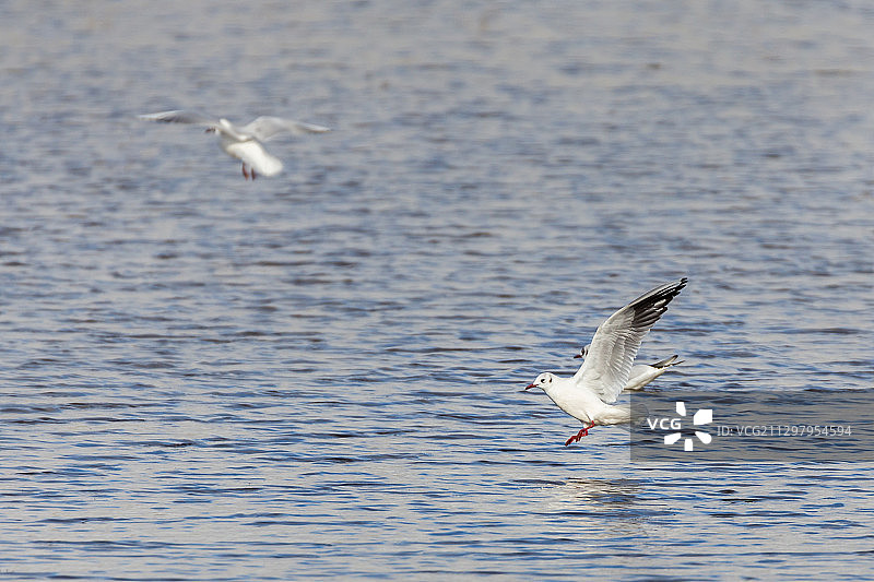 一只海鸥飞过另一只海鸥，西班牙梅里达圣佩德罗图片素材