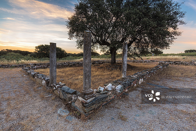 西班牙塔拉旺：日落时分田野上的树木图片素材