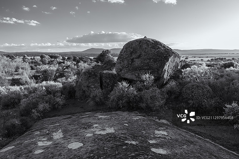 西班牙卡塞雷斯省马尔帕蒂达的田野树木景观图片素材