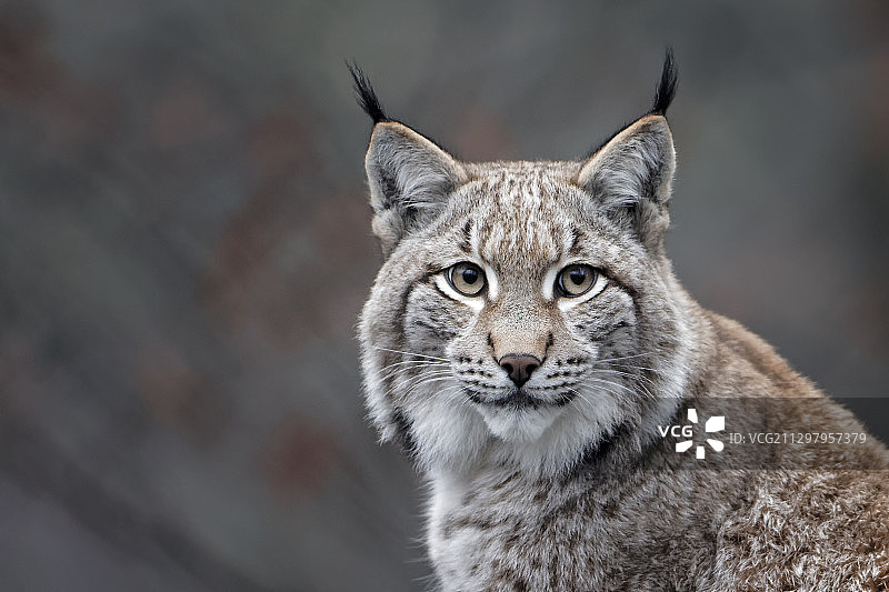 特写：虎斑猫肖像图片素材