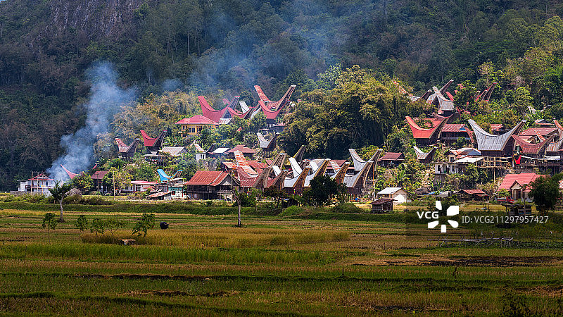 印度尼西亚 Rantepang 田野上的树木和房屋图片素材