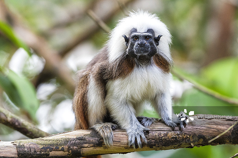 仰视坐在树枝上的猴子，马来西亚柔佛巴鲁图片素材