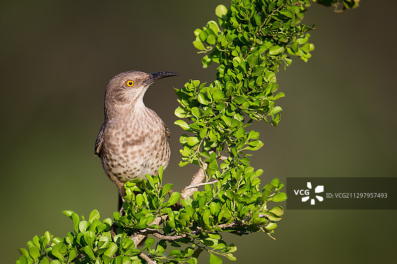 栖息于树上的鸟儿特写图片素材