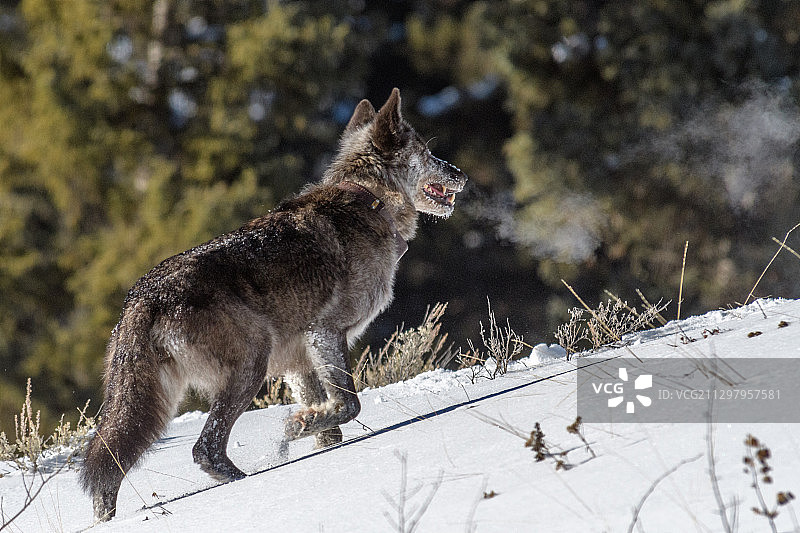 美国西黄石公园站在雪地上的狼侧视图图片素材