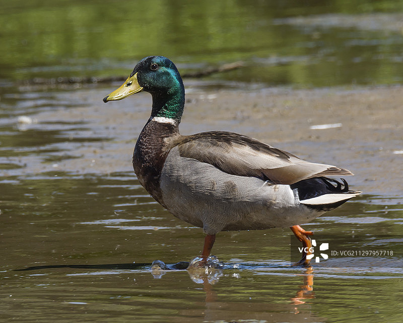 美国双子湖中游泳的鸭子特写图片素材