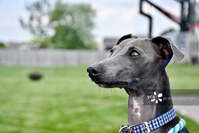 小狗望向远方特写，北自由镇，美国图片素材