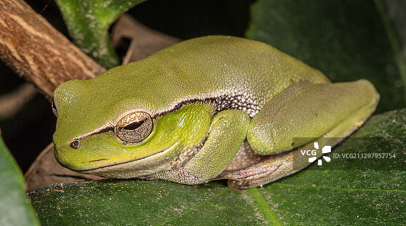 澳大利亚悉尼树叶上的青蛙特写图片素材