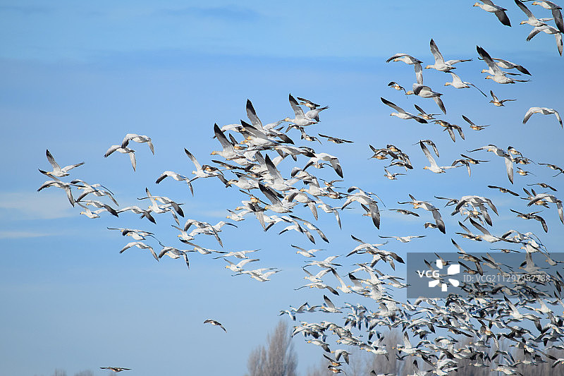 仰视角度拍摄的群鸟飞翔图片素材