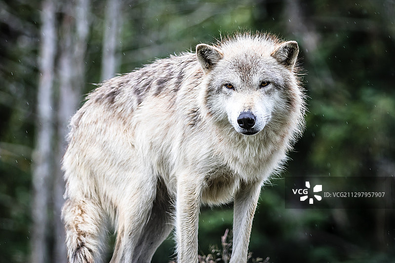 狼站在树旁的人像摄影，美国吉伍德图片素材