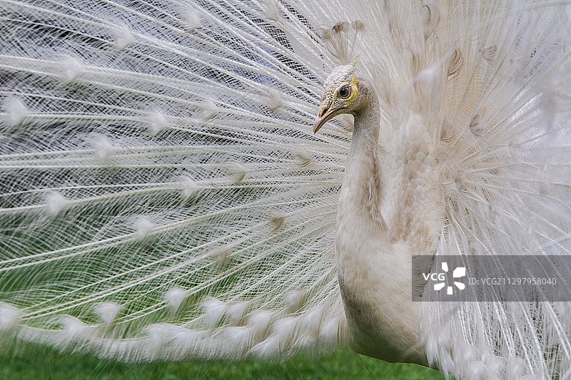 植物上的孔雀羽毛特写图片素材