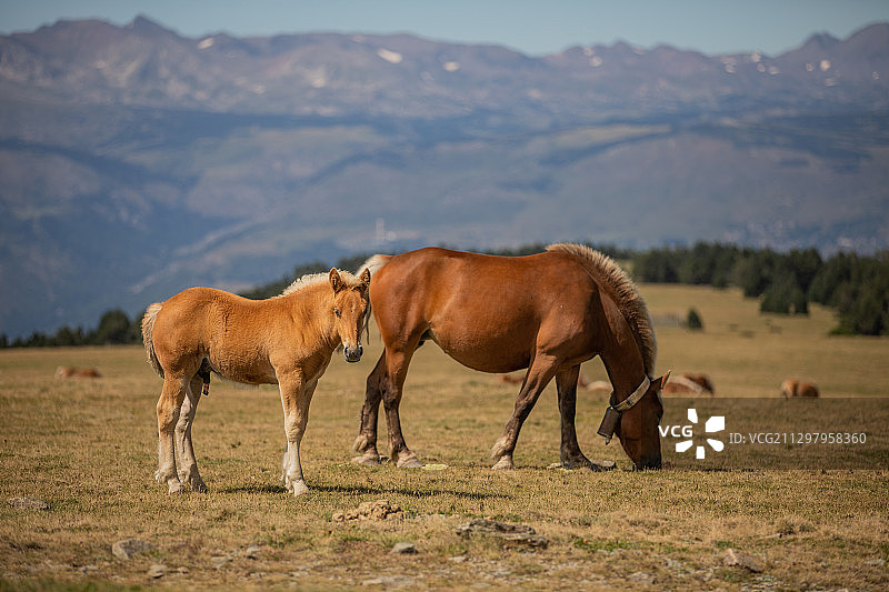 西班牙草原上的两匹马图片素材