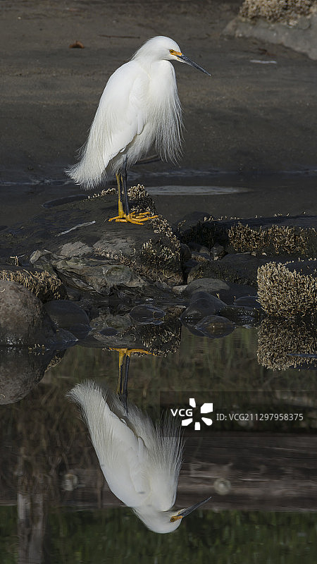 湖边栖息的鸟的侧面图，美国双子湖图片素材