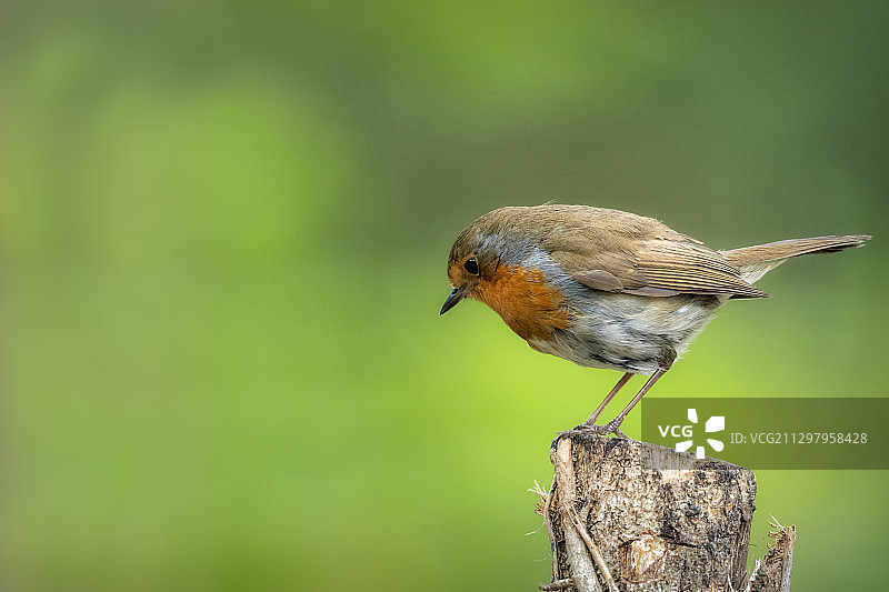 栖息在木头上的鸟儿特写，英国布罗德菲尔德图片素材