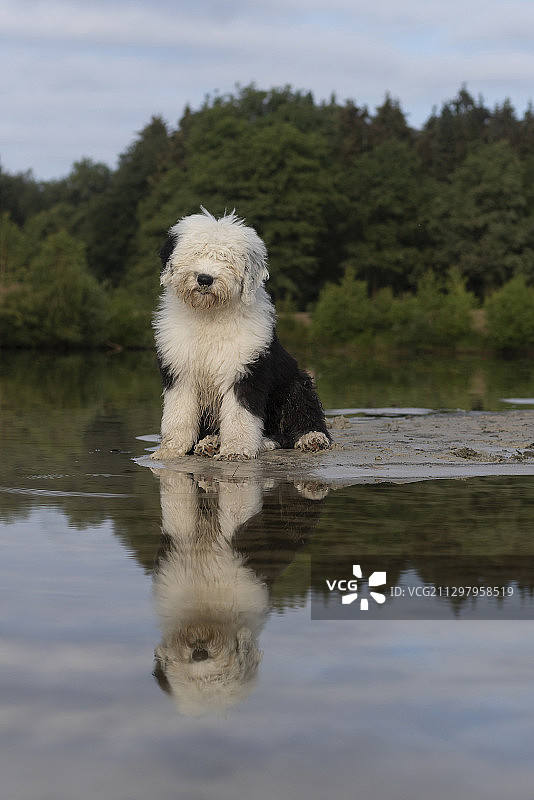 湖中狗的肖像图片素材