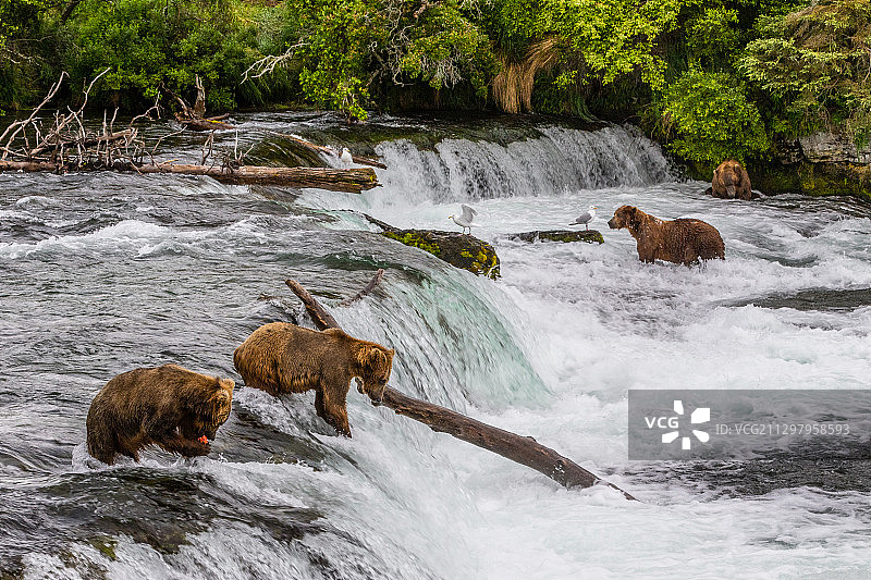 两只大象在河边，美国迪林厄姆图片素材
