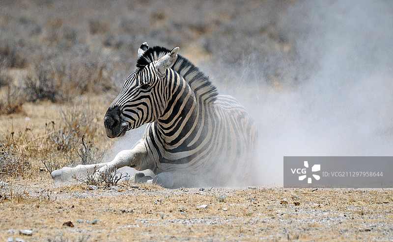 侧面视角：斑马在原野上图片素材