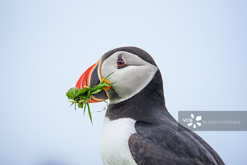 英国马尔岛户外海鹦鹉栖息的特写图片素材