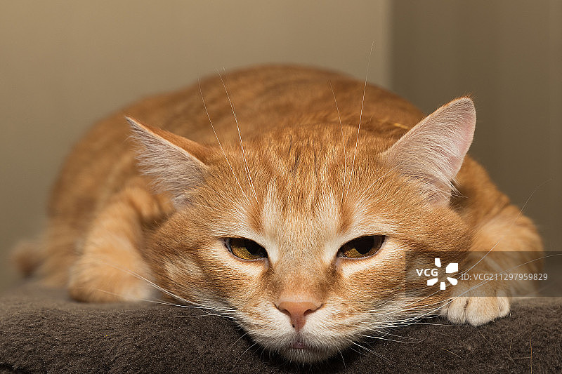 猫的特写，乌克兰基辅图片素材