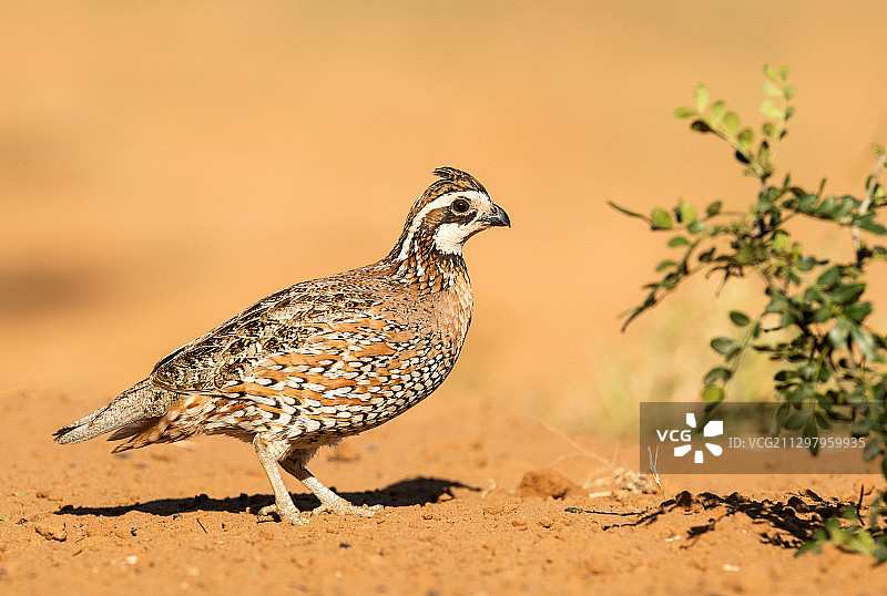 小鸟栖息在沙滩上特写图片素材