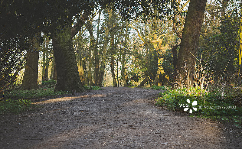 英国哈罗德伍德森林中的树木图片素材