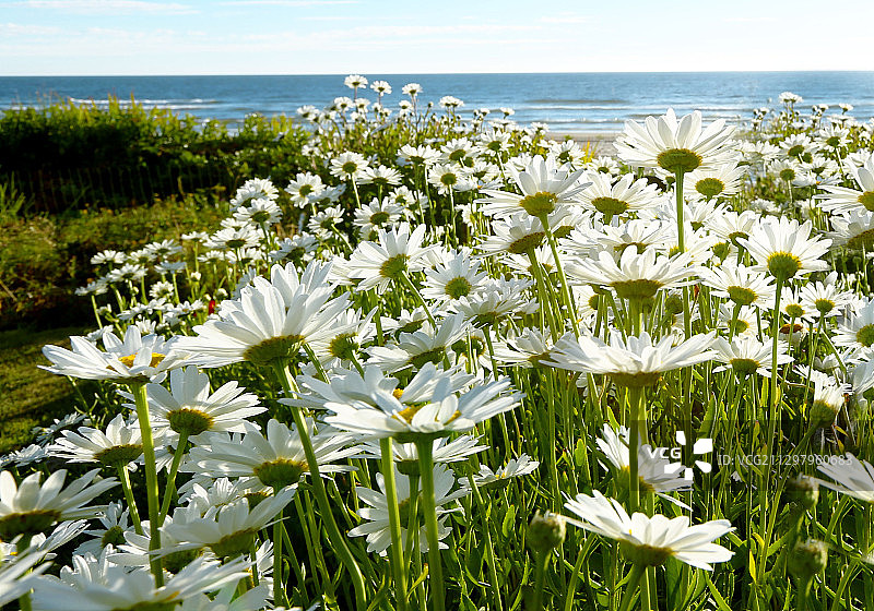 海边白色开花植物特写图片素材