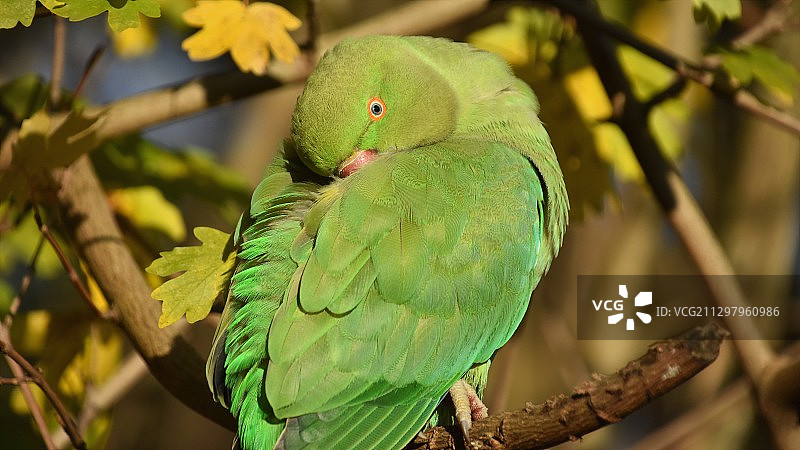 栖息在树枝上的鹦鹉特写图片素材