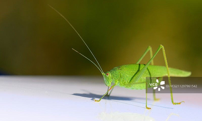 蚱蜢特写图片素材