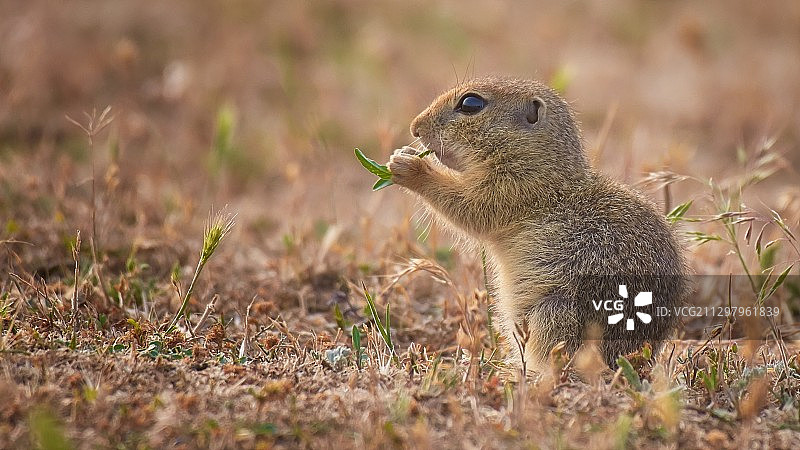 罗马尼亚Mcin陆地上啮齿动物的特写图片素材