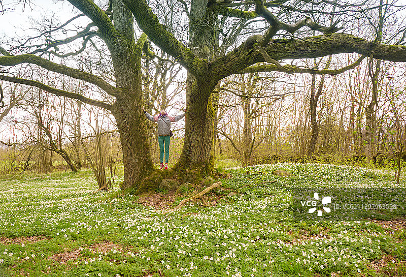站在瑞典阿恩森林树干旁的女人图片素材