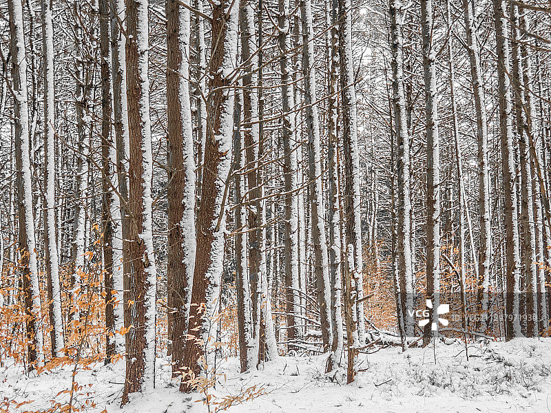 美国蒙蒂塞洛的雪地树木图片素材