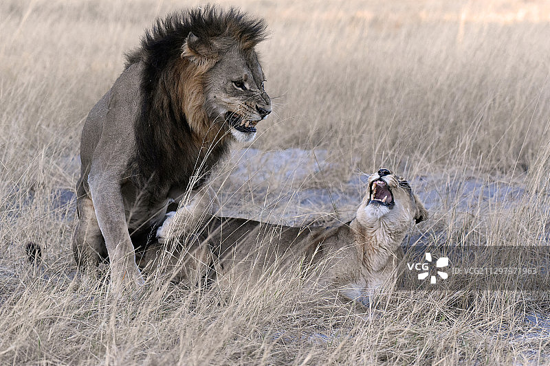 两只狮子在吃冰，博茨瓦纳茅恩图片素材