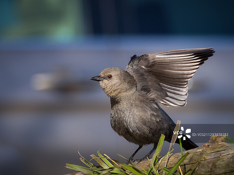 特写：鸟类栖息在加拿大列治文的木头上图片素材