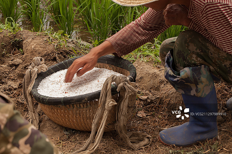 水稻地旁的农民图片素材